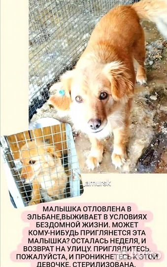 Собака размером со спаниэля