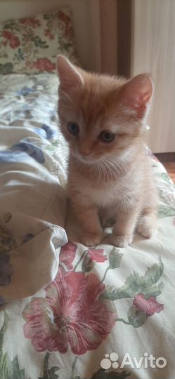 Домашние животные котята