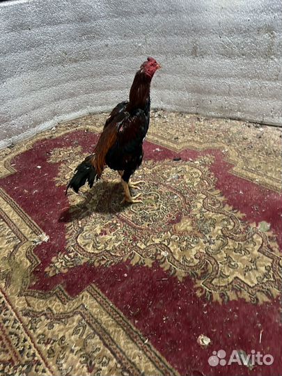 Петух