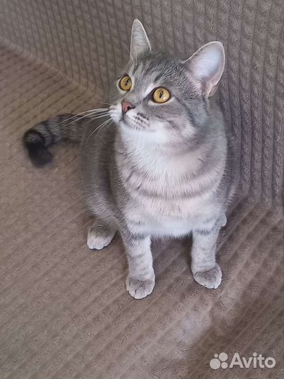 Котик ищет дом