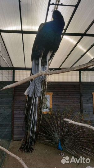 Павлин индийский