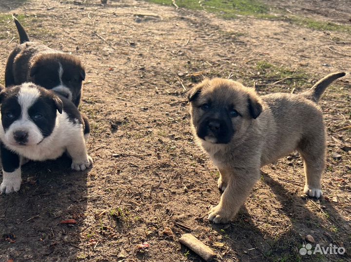Собаки щенки