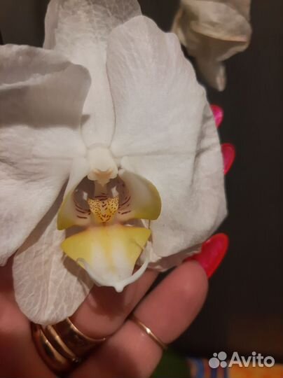 Орхидеи много