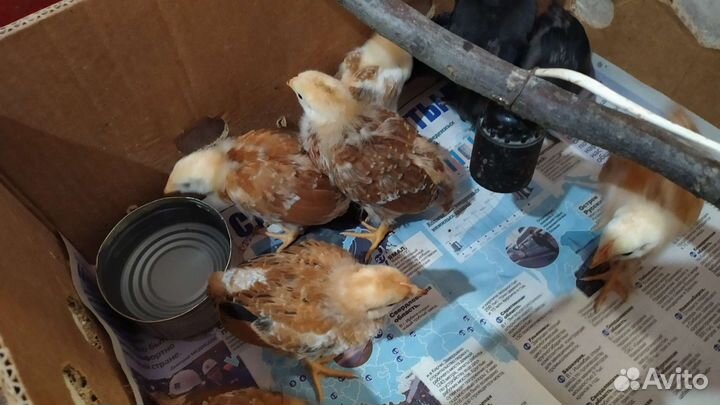 Цыплята суточные и подрощенные