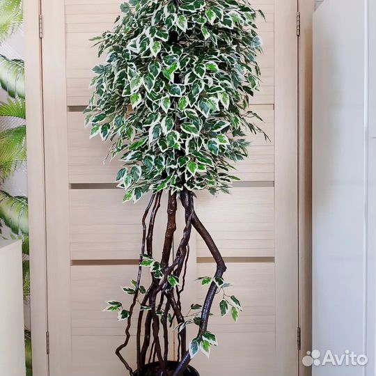 Фикус, бамбук