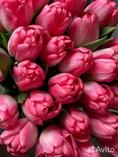 Тюльпаны к 8 марта