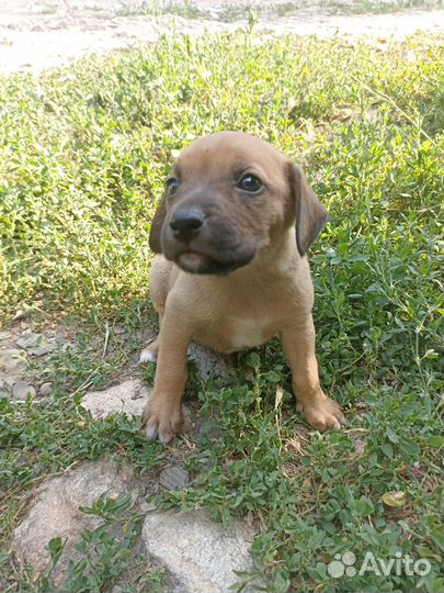 Отдам в добрые руки