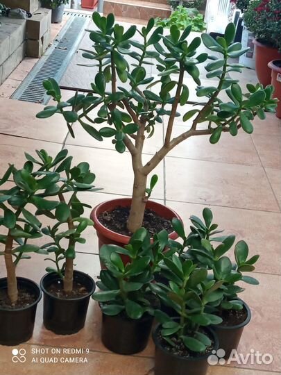 Толстянка,доллоровое дерево,диффенбахия