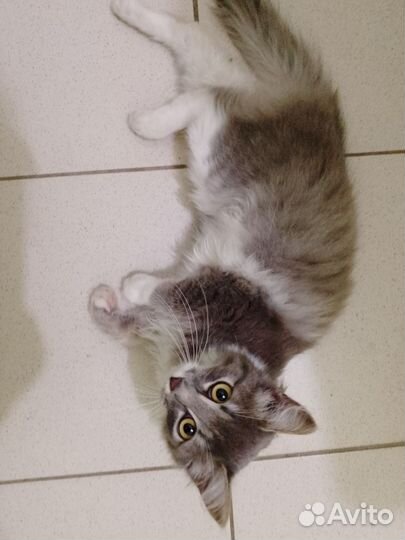 Кошечка в добрые руки