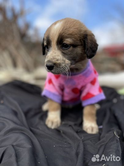 Щенок бесплатно