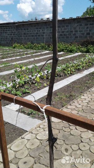 Рассада растений