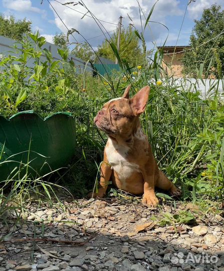 Щенки Французского бульдога