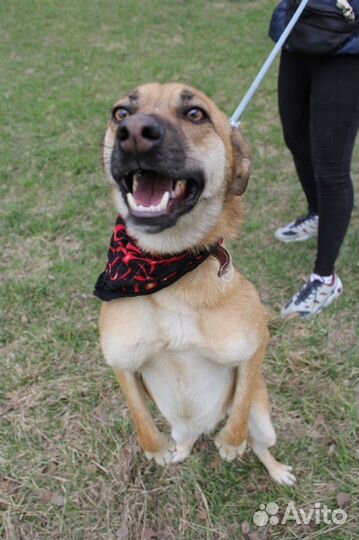 Молодой добрый пес Бивис ищет добрых хозяев