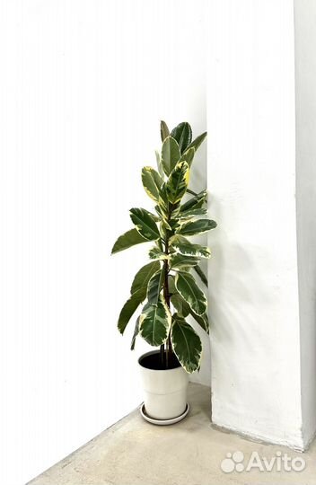 Фикус вариегатный