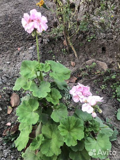 Герань пеларгония