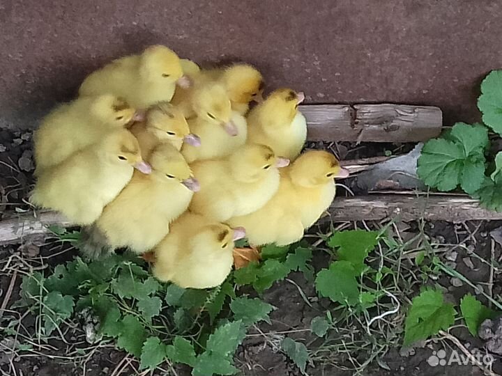 Мускусные утки индоутки индоутята