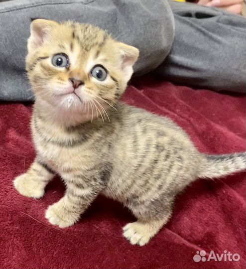 Шотландские котята