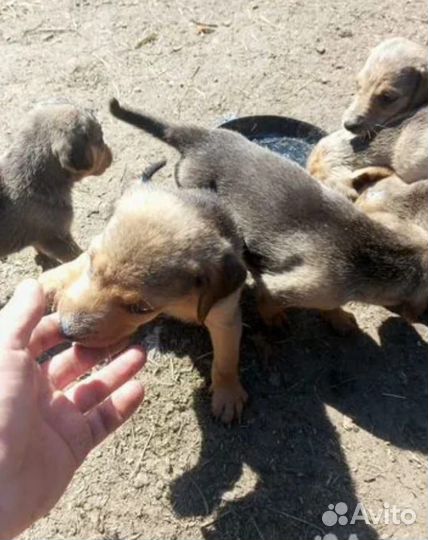 Щенята русской гончей
