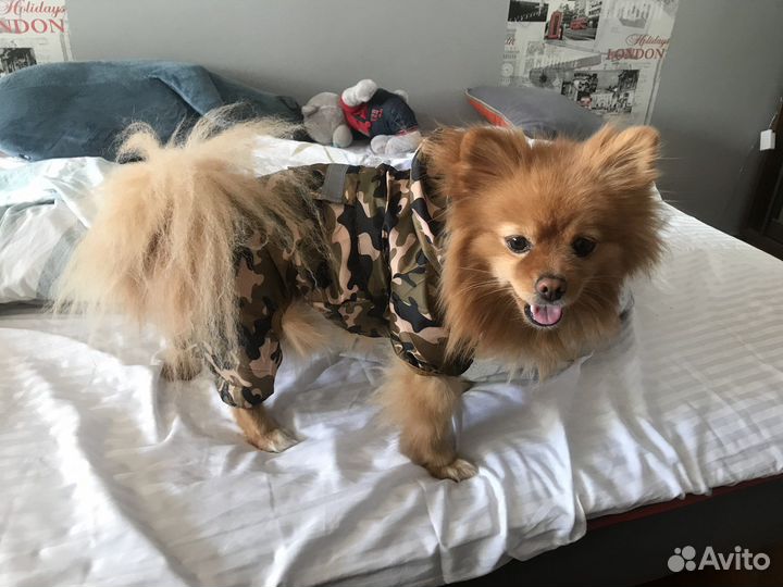 Комбинезон для маленькой собаки