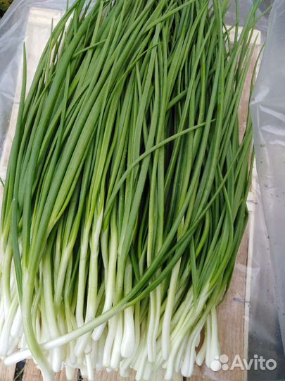 Лук на посадку. Севок