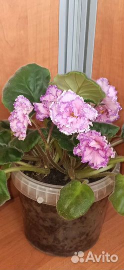 Сортовые фиалки