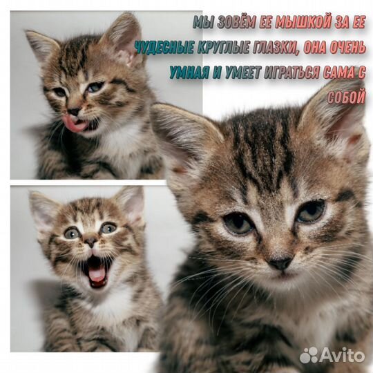 Котята в добрые руки