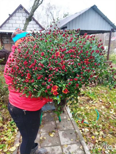 Хризантема мультифлора