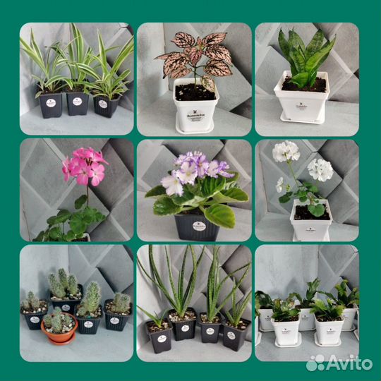 Комнатные растения, цветы, кактусы