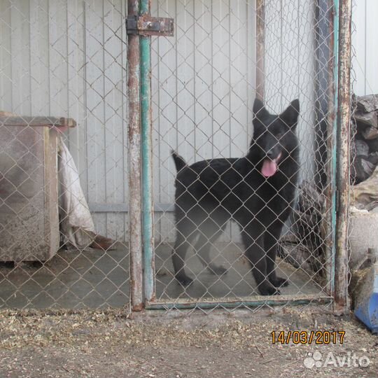 Передержка собак