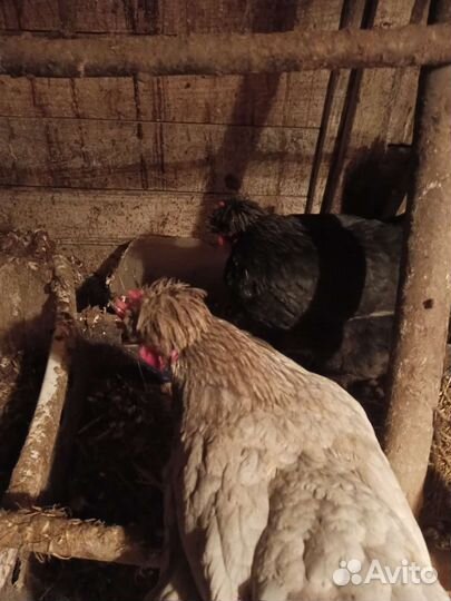 Яйцо инкубационное