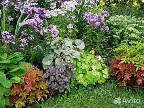 Садовые цветы и растения