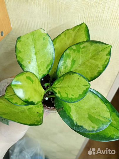 Хойя дисхидии