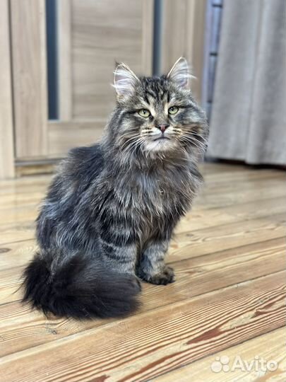 Сибирский котик