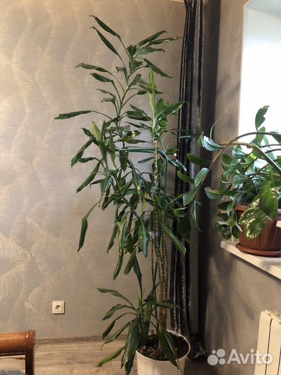 Комнатные растения цветы