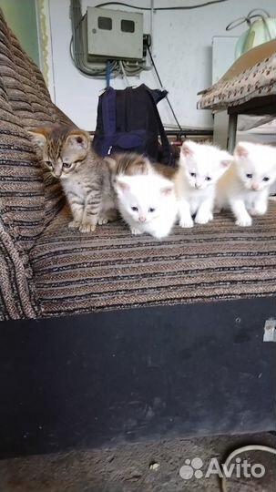 Отдам в хорошие руки