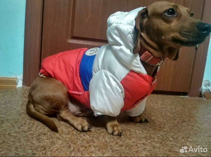 Комбинезон для маленькой собачки