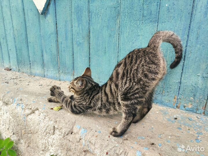 Два молодых котика ищут дом