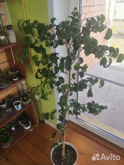 Фикус Букле