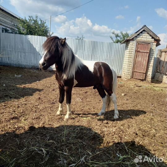 Лошадь пони