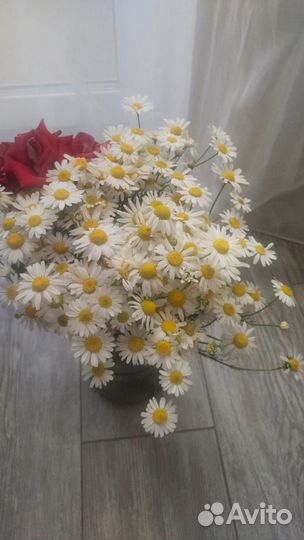 Букет из полевых ромашек