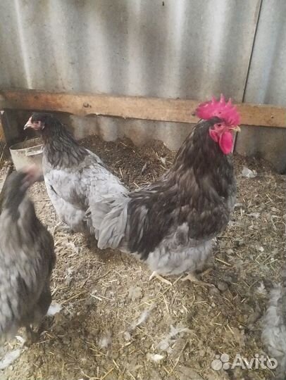 Породистые петухи и инкубационное яйцо