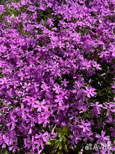 Флокс шиловидный