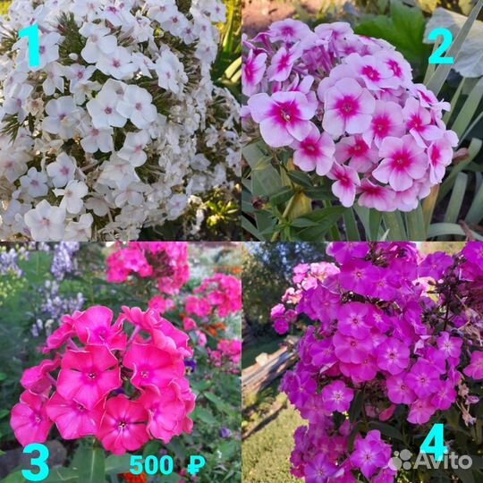 Флоксы многолетние