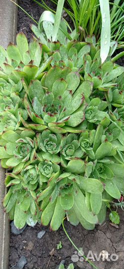 Молодило каменная роза