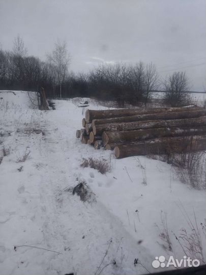 Дуб кругляк