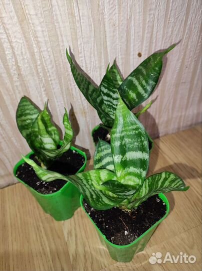 Сансевиерия