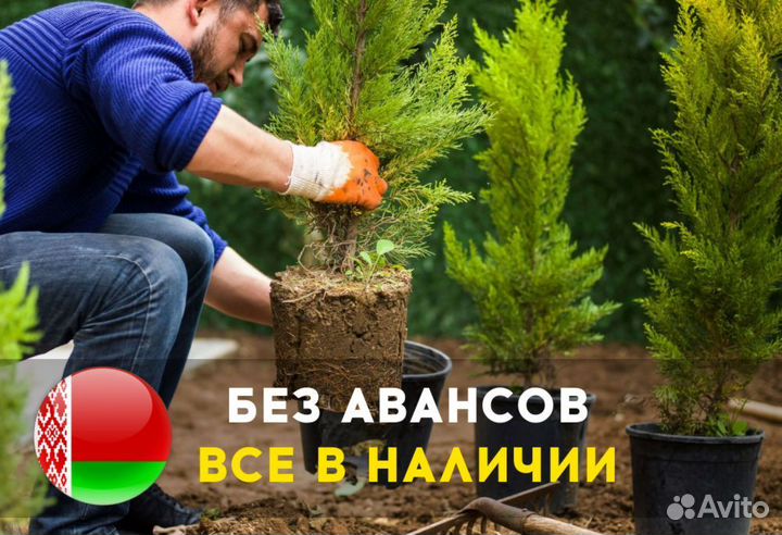 Смарагд,Колумна,Брабан в ассортименте