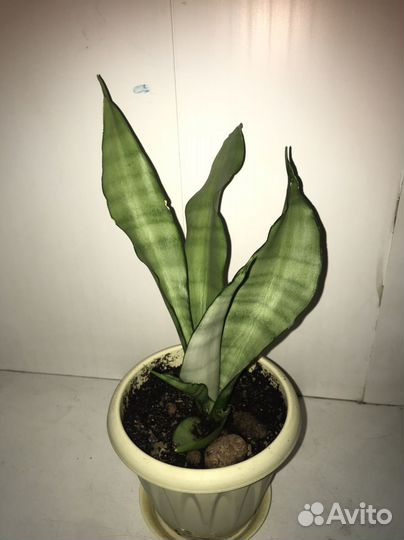 Сансевиерия