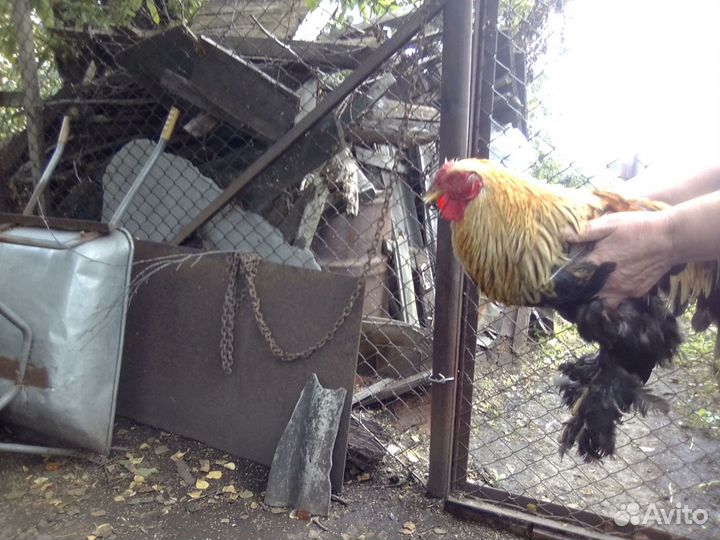 Продам петушка