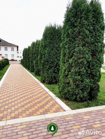 Туя Колумна Высокая на участок. Доставим на дом